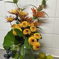 シャリンバイ,花ゆず,ポンポンマム,チスパ,レオノティスの画像