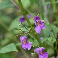 ツリフネソウ,ノブドウ,ルリアザミ,ラッキョウ,京都府立植物園の画像