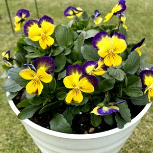 パンジー,ビオラ,ビオラ・ももか,冬の寄せ植え,サントリー フラワーズの画像