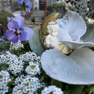 アリッサム,アリッサム,ビオラ,ビオラ,セネシオ・エンジェルウイングスの画像