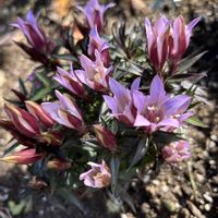 コレオプシス,セージ,ホトトギス,バーバスカム ウェディングキャンドル,リンドウ セシルピンクの画像