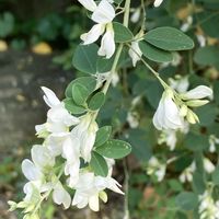 ハギ,萩（はぎ）の画像