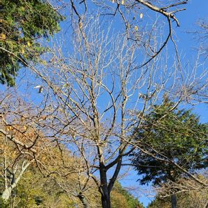 ドウダンツツジ,桜の木,ハナノキ,秋の景色,秋の山の画像
