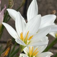 タマスダレ,タマスダレ,タマスダレ,ネモフィラ,白い花の画像