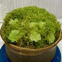 ムシトリスミレ,食虫植物,庭の画像