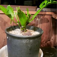 月下美人,リトープス,メセン属,癒し,多肉植物のある暮らしの画像