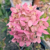 ノリウツギ,ノリウツギ,GSに感謝。,２０２０年５月同期の画像