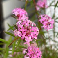 ローズゼラニウム,パンジー,バラ あおい,バラ あおい,ガブリエルの画像