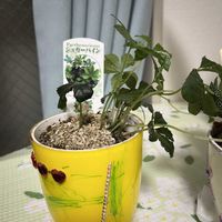 シュガーバイン,リビング・ダイニングの画像