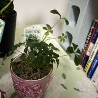 シュガーバインの画像