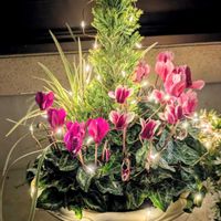 コニファー,スノードラゴン,コニファー　ホワイトエンパイヤー,寄せ植え,クリスマスの画像