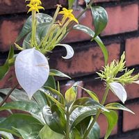 コンロンカ,お出かけ先の画像