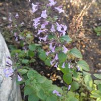 カラミンサ,ハーブ,ガーデニング,シソ科,庭の画像