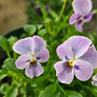 ゲブラ育種ビオラ ステラブルー,ビオラ・ステラブルー,花のある暮らし,ゲブラ・ナガトヨ,花友さんに感謝♡の画像