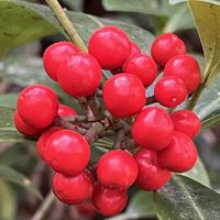 マンリョウ,ヤブコウジ,サンザシ,セイヨウカマツカ,ミヤマシキミの画像