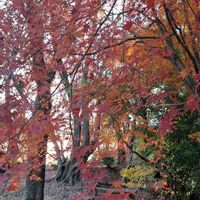 イロハモミジ,感謝,いつもありがとう♡,紅葉（こうよう）,祈りの画像