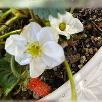 イチゴ,可愛らしい,花のある暮らしの画像