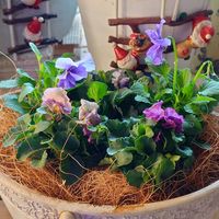 寄せ植え,寄植え,花のある暮らし,愛安ローズ,花と暮らすの画像