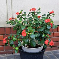 ハナキリン,百両,百両,パンジー・フリズルシズル,斑入りハートかずらの画像