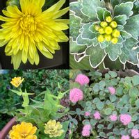 イソギク,イソギク,キク,キク,キクの画像