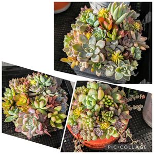 寄せ植え,多肉植物,葉挿し,リメ缶,多肉寄せ植えの画像
