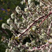 ポーチュラカ,ポーチュラカ ウェルデルマニー,ポーチュラカ ウェルデルマニー,多肉植物,緑のある暮らしの画像