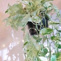ポトス,ポトスマーブルクイーン,観葉植物,観葉植物を楽しむ,観葉植物のある暮らしの画像