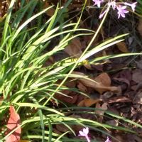 ツルバキアの画像