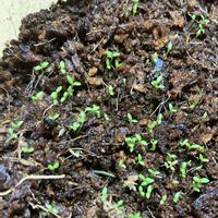 カモミール,花のある暮らし,秋の訪れ,GSに感謝。,優しい気持ち♡の画像