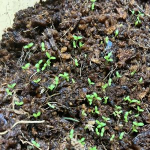 カモミール,花のある暮らし,秋の訪れ,GSに感謝。,優しい気持ち♡の画像