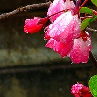 ハナニラ,ハナキリン,ハナミズキ,ハナモモ,ハナカイドウの画像