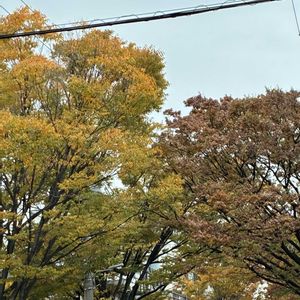 ケヤキ,夏椿,ナツツバキ,お出かけ先の画像