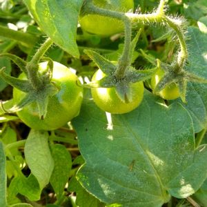 ミニトマト,畑の画像