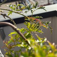 クレマチス,常緑クレマチス,クレマチス カートマニー ’ ジョー ’の画像