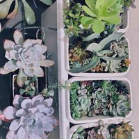 神刀,多肉色々,高砂の翁　綴化,パリダ,ホワイトロータス　（白蓮）の画像