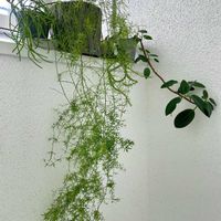 ミルクブッシュ,フランスゴムの木,アスパラガス・スプレンゲリー,ユーフォルビア 巌流島,観葉植物の画像