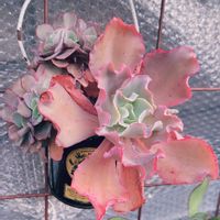 ツメレンゲ,ブロウメアナ,高砂の翁,高砂の翁,アーモンドネックレスの画像