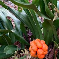 オモト,オモト,オモト,万年青,山野草の画像