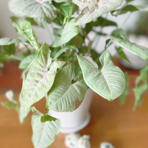 シンゴニウム,斑入りポリゴナム,ポリゴナム（ヒメツルソバ）,シンゴニウム・ミルクコンフェッティ,観葉植物の画像
