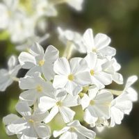 フロックス,フロックス,エリゲロン,エリゲロン,白い花で癒されたい♡の画像