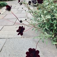 シコンノボタン,チョコレートコスモス,サフィニア,スモーク・ツリー,リュウノヒゲの画像