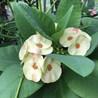 ハナキリン,バラ,月下美人,ジュリア,トゲナシハナキリンの画像