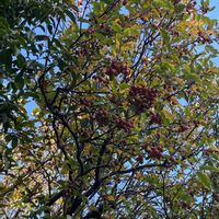 クロガネモチの画像