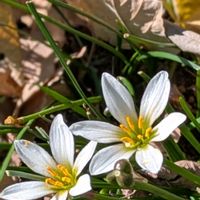 タマスダレの画像