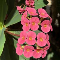 花言葉,お出かけ先にて,今日のお花,今日も良い1日をの画像