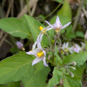 イヌホオズキ,オオイヌホオズキ,オオイヌホオズキ,マクロ撮影,白が好きの画像