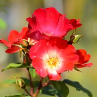 バラ・カクテル,つるバラ,秋バラ,一重咲き,カクテルの画像