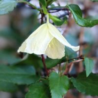 クレマチス,クレマチス,クレマチス ジングルベル,花のある暮らし,玄関アプローチの画像