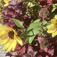 ルドベキア,ルドベキア,マイペースに,心穏やかに♡,歯医者さんのお花の画像