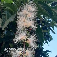 サガリバナ,朝のサガリバナの画像